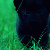 Purrdy