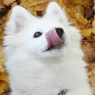 Shoobie de la Doggo