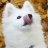 Shoobie de la Doggo